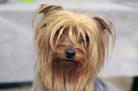 可爱的约克夏犬肖像图片