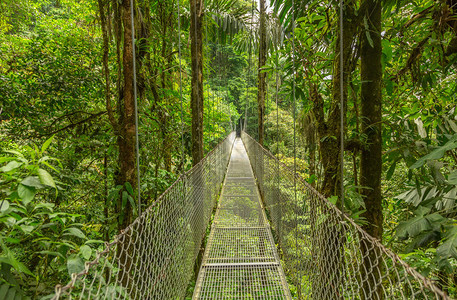 哥斯达黎加自然雨林公图片
