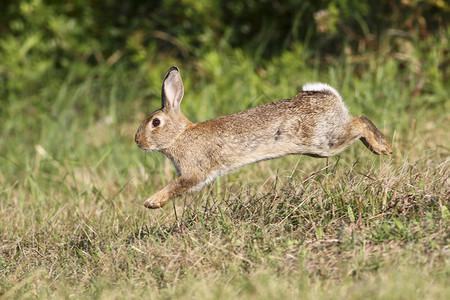 野可爱的兔子在草地上跳跃图片