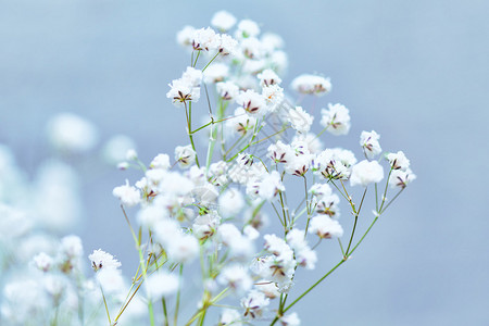 一束小白花图片