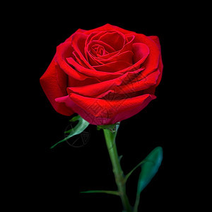 黑色制服背景上美丽浓郁的红玫瑰背景图片