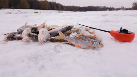 冬季钓鱼冰钓冰上渔夫从井里钓鱼背景图片