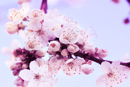 春天空背景上的梅花树图片