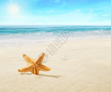 景观与热带海滩上的海星图片