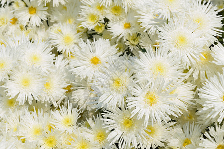 花园里的白菊花图片