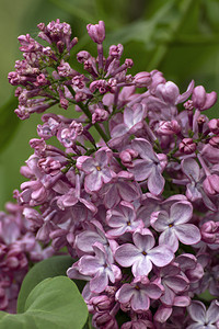 春天美丽盛开的紫丁香图片