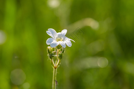 在草原上生长的白色小野花图片
