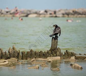 亚速海的鸬鹚背景图片