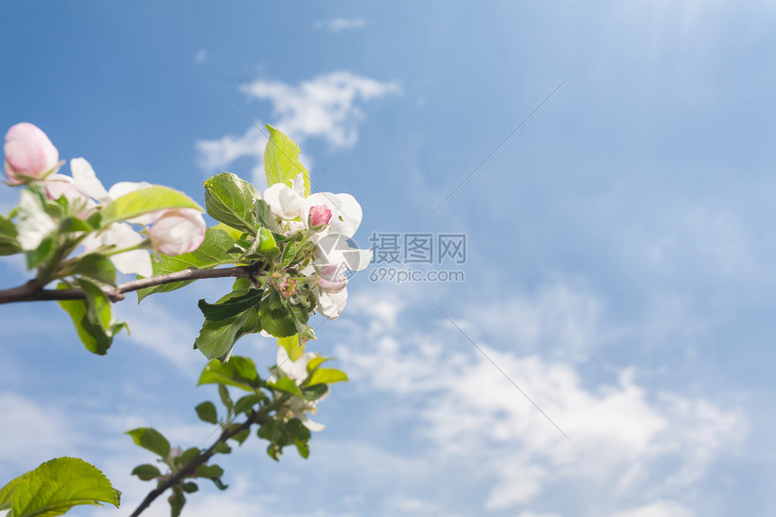 几朵樱花绿色的叶子图片