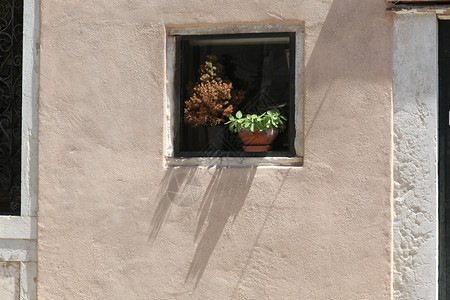 墙上的窗户和窗台上的花图片