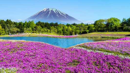 富士山下美丽的花海图片