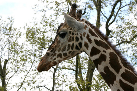 一个长颈鹿Giraffacommerlopardalis背景图片
