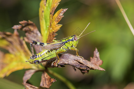 枯叶上绿色蟋蟀的微距拍摄背景图片