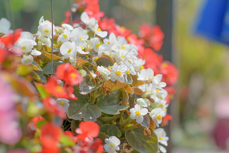 美丽的海棠花Begoniasempreflorens图片