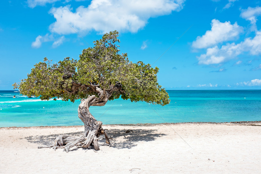 加勒比海阿鲁巴岛上图片