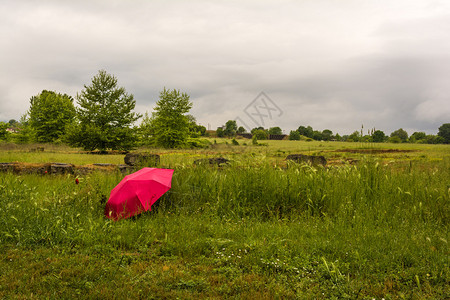 红伞在绿树林背景的森林中图片