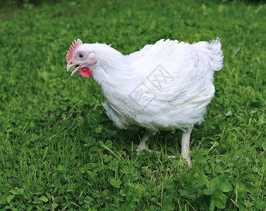 白肉鸡在绿色草坪上行走背景图片