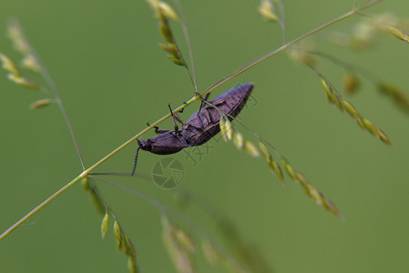 春天草秸秆上的甲虫图片