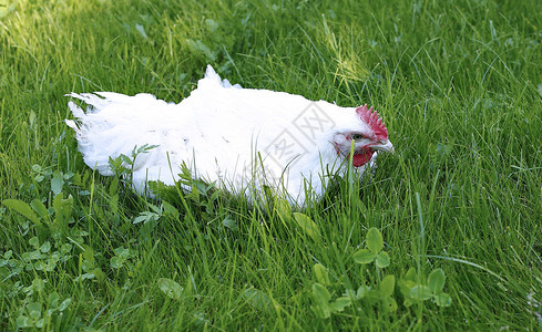 白肉鸡在绿色草坪上行走背景图片