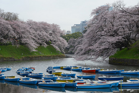 千鸟之渊东京美丽的樱花花海背景