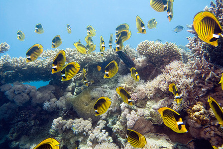 珊瑚礁上的条纹蝴蝶鱼群图片