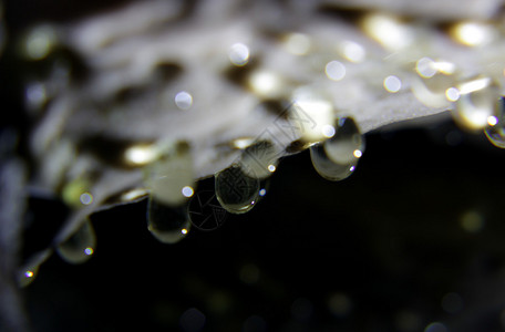 雨后降水露落的紫色黄色花生植物图片