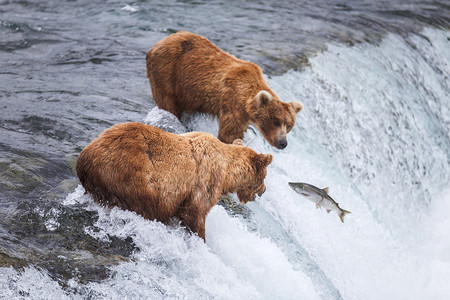 野生灰熊在美国阿拉斯加州卡特迈公园捕捞鲑鱼阿拉斯加基奈河从5月到10月供应银色粉红色红背景图片