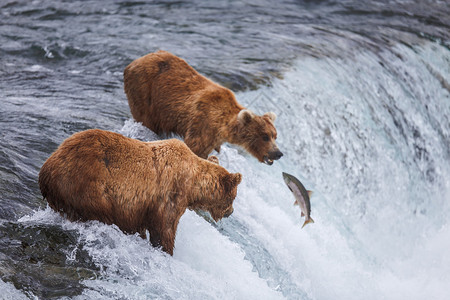野生灰熊在美国阿拉斯加州卡特迈公园捕捞鲑鱼阿拉斯加基奈河从5月到10月供应银色粉红色红背景图片
