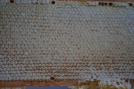 养蜂工人从箱内取出蜂窝架的蜜蜂保管图片