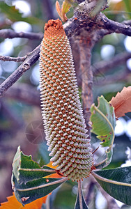 澳大利亚老年银行树Banksiaserrata不成熟的鲜花发育图片