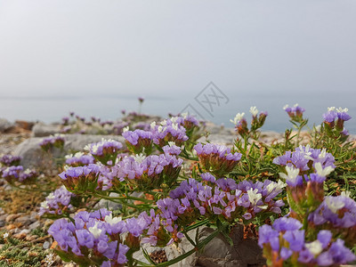 海景在云雾的天气中图片