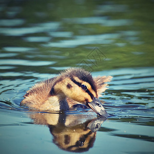 池塘上的小鸭子羽翼未丰的野鸭图片