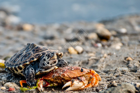 一只响尾龟在岸边觅食图片
