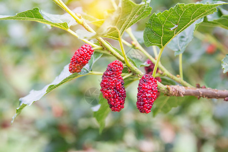 树上的红莓果子背景图片