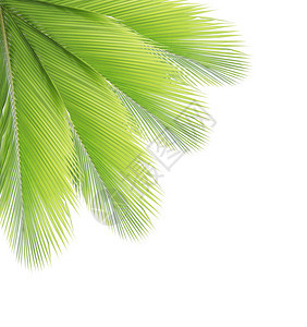 孤立在白色背景上的椰子叶背景图片