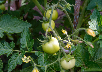 绿色茎上未成熟的西红柿果实图片