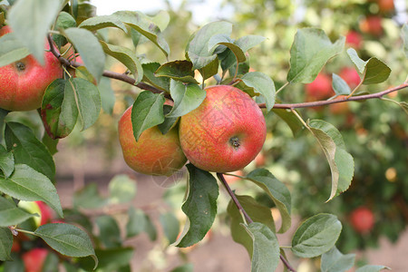 苹果树枝上的红苹果蜜脆图片
