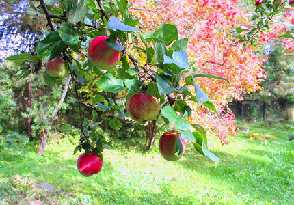 苹果树上成熟的红苹果图片