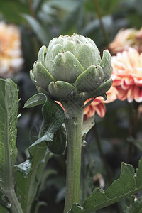 Artichoke或雨后Cynaracardunculus的侧面图片