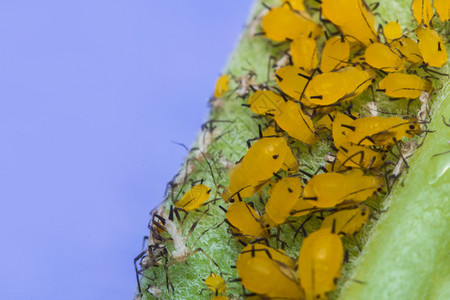 微信吸粉宏观特写叶茎上的黄色小蚜虫背景