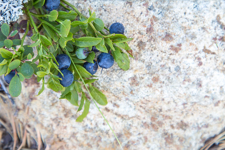 芬兰森林中的野生蓝莓图片