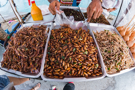 油炸昆虫泰国街头食品上油炸的虫子图片