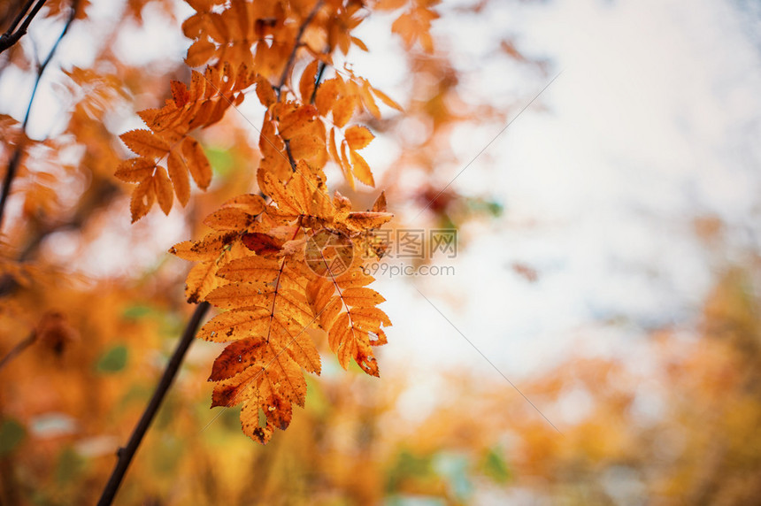 秋天的橡树叶背景图片