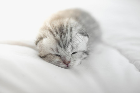 可爱的虎斑小猫睡在床上图片