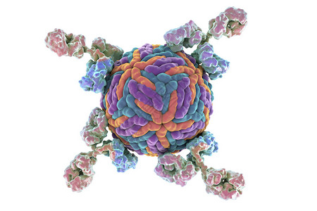 抗体攻击ZikaImmunoglobulbulins和图片