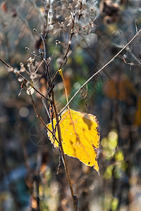 早晨阳光下灌木上的黄色叶子图片