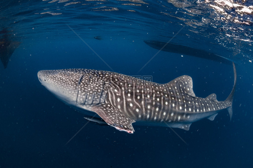 在巴布亚水下看着你的时候鲸鱼鲨图片