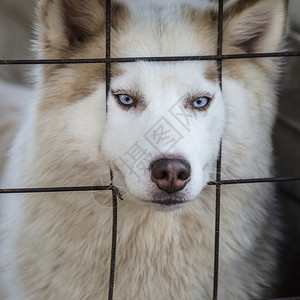 哈士奇狗被关在笼子里图片