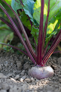 菜园里的甜菜根种植甜菜根图片