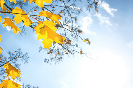 在蓝天背景的秋天红色枫叶图片